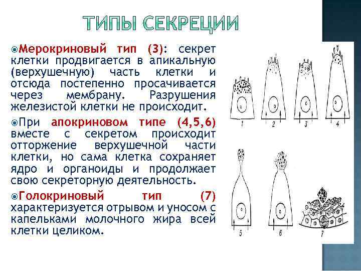  Мерокриновый тип (3): секрет клетки продвигается в апикальную (верхушечную) часть клетки и отсюда
