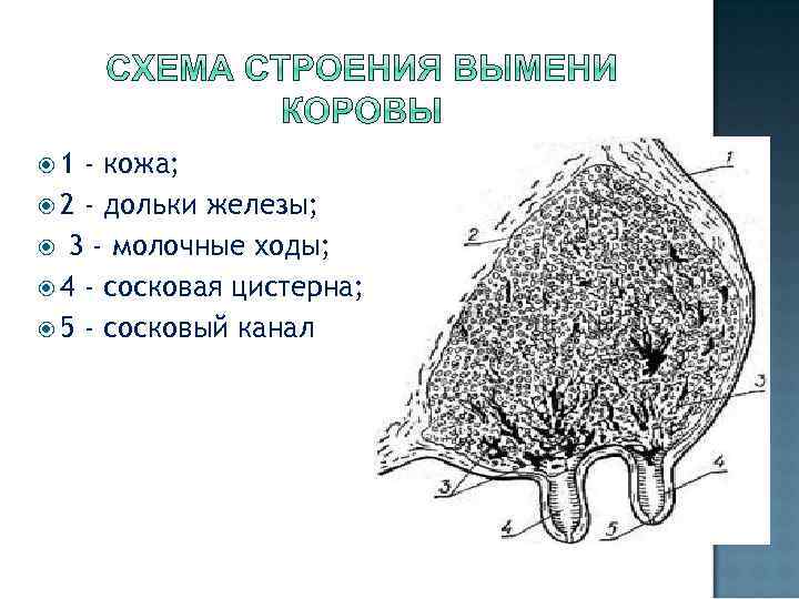  1 - кожа; 2 - дольки железы; 3 - молочные ходы; 4 -