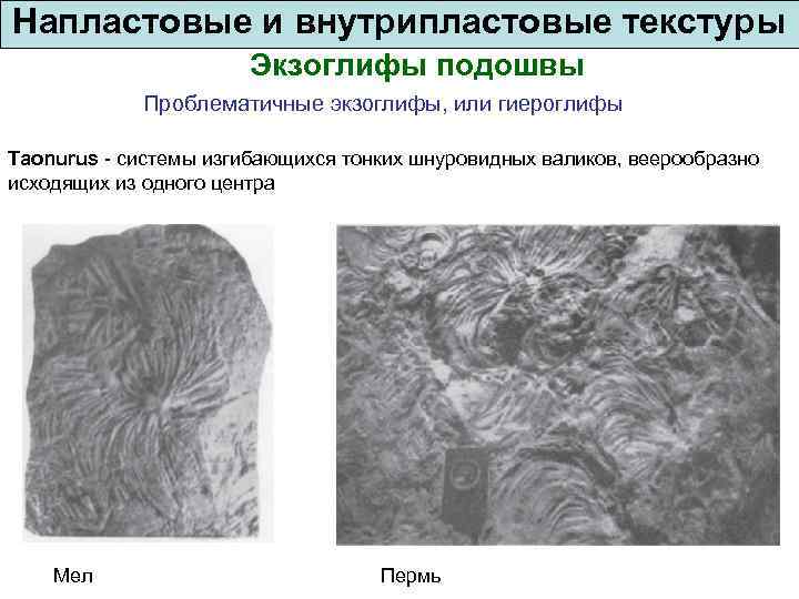 Напластовые и внутрипластовые текстуры Экзоглифы подошвы Проблематичные экзоглифы, или гиероглифы Taonurus - системы изгибающихся