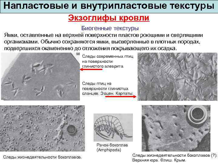 Напластовые и внутрипластовые текстуры Экзоглифы кровли Биогенные текстуры Ямки, оставленные на верхней поверхности пластов