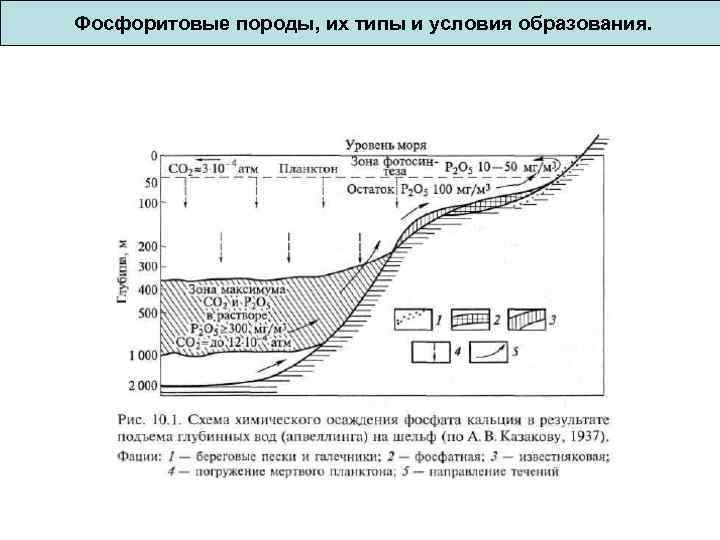 Фосфоритовые породы, их типы и условия образования. 