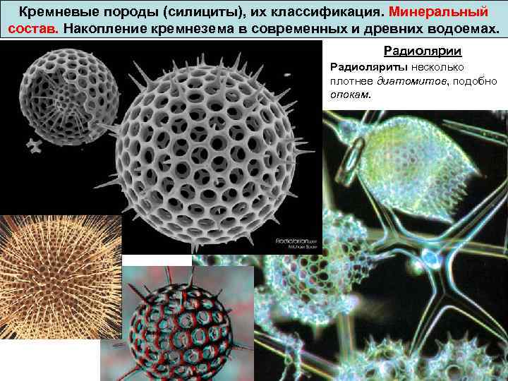 Кремневые породы (силициты), их классификация. Минеральный состав. Накопление кремнезема в современных и древних водоемах.