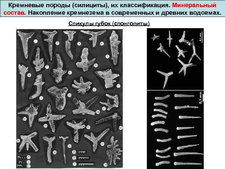 Кремневые породы (силициты), их классификация. Минеральный состав. Накопление кремнезема в современных и древних водоемах.