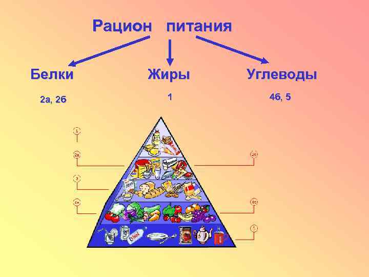Рацион питания Белки Жиры Углеводы 2 а, 2 б 1 4 б, 5 