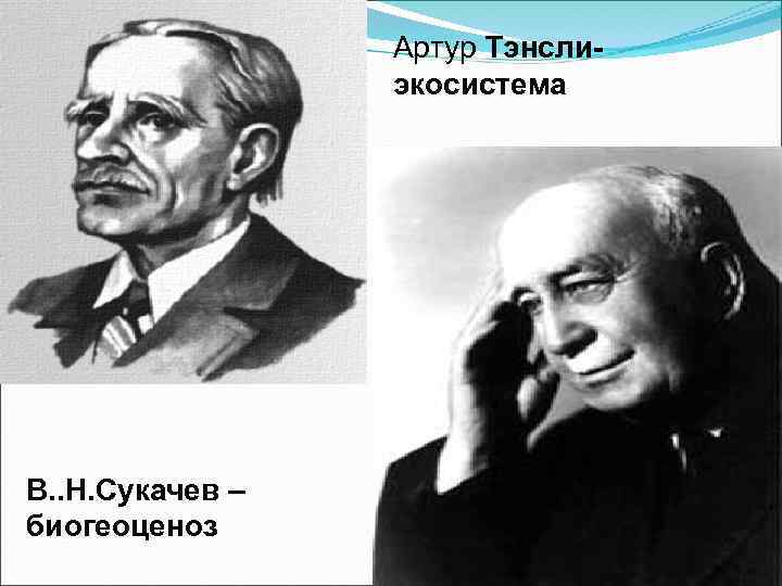Артур Тэнслиэкосистема В. . Н. Сукачев – биогеоценоз 