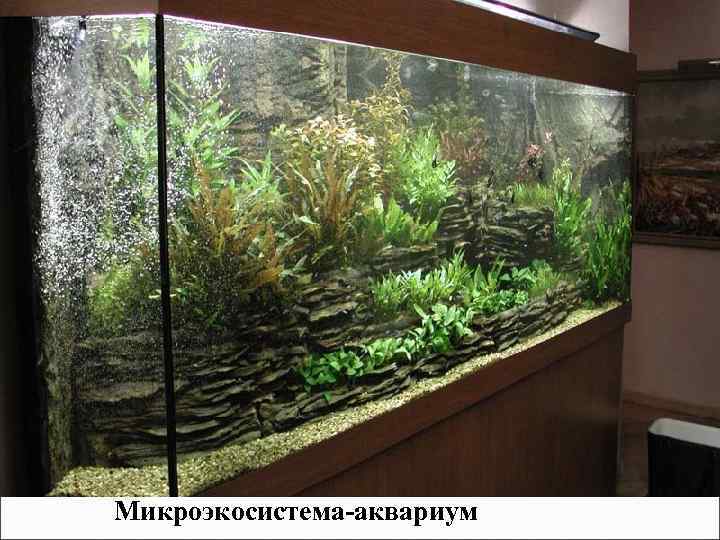 Микроэкосистема-аквариум 