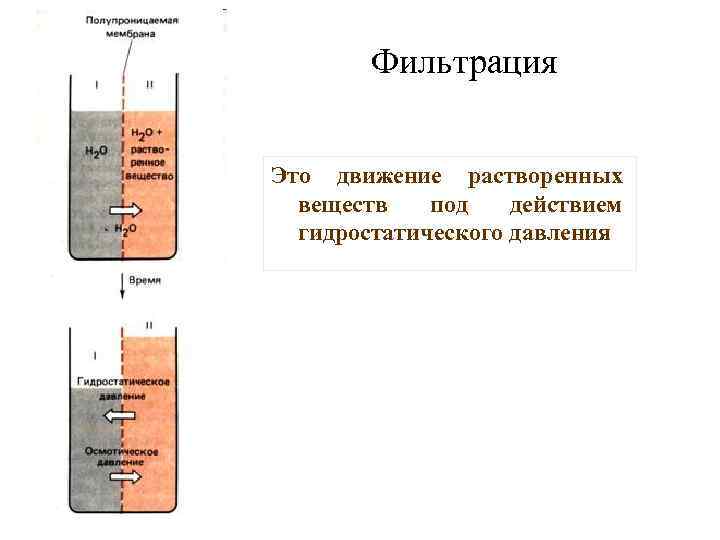 Фильтрация Это движение растворенных веществ под действием гидростатического давления 