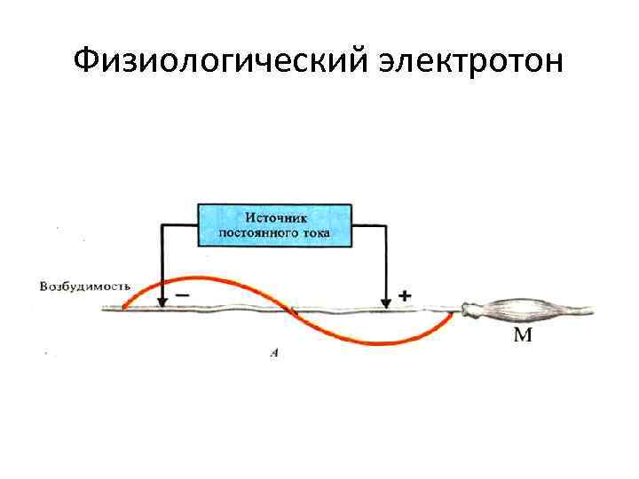 Физиологический электротон 