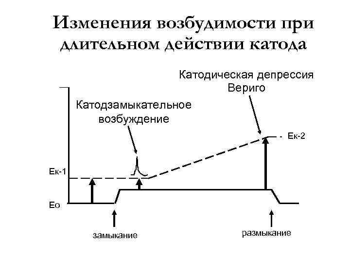 Изменения возбудимости при длительном действии катода Катодическая депрессия Вериго Катодзамыкательное возбуждение Ек-2 Ек-1 Ео