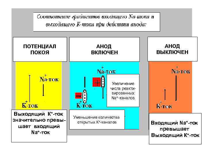 ПОТЕНЦИАЛ ПОКОЯ АНОД ВКЛЮЧЕН АНОД ВЫКЛЮЧЕН Увеличение числа реактивированных Nа+-каналов Выходящий К+-ток значительно превышает