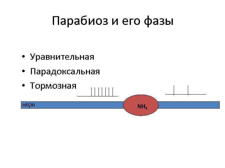 Парабиоз и его фазы • Уравнительная • Парадоксальная • Тормозная нерв NH 4 