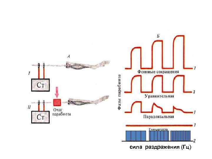 сила раздражения (Гц) 