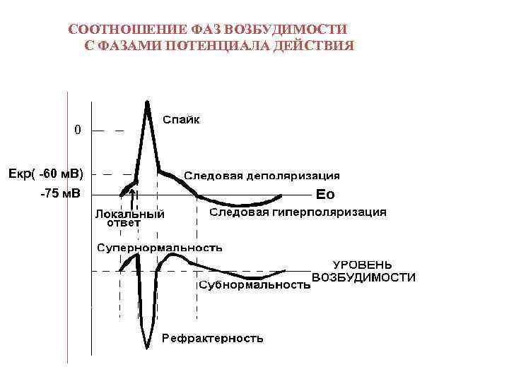 СООТНОШЕНИЕ ФАЗ ВОЗБУДИМОСТИ С ФАЗАМИ ПОТЕНЦИАЛА ДЕЙСТВИЯ 0 Екр( -60 м. В) -75 м.