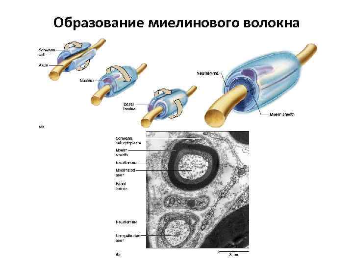 Образование миелинового волокна 