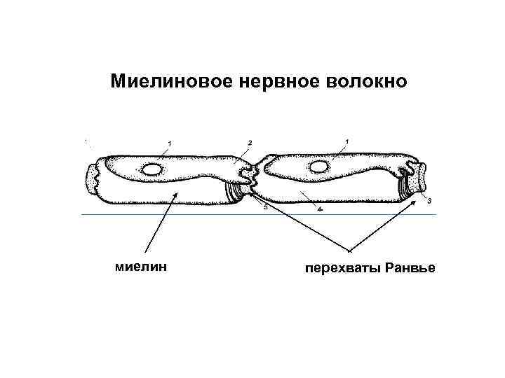 Миелиновое нервное волокно миелин перехваты Ранвье 