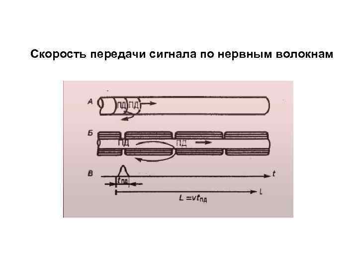 Скорость передачи сигнала по нервным волокнам 