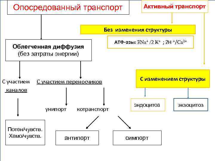 Опосредованный транспорт Активный транспорт Без изменения структуры Облегченная диффузия (без затраты энергии) С участием