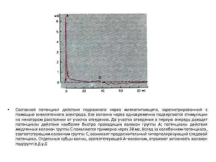  • Составной потенциал действия подкожного нерва млекопитающего, зарегистрированный с помощью внеклеточного электрода. Все