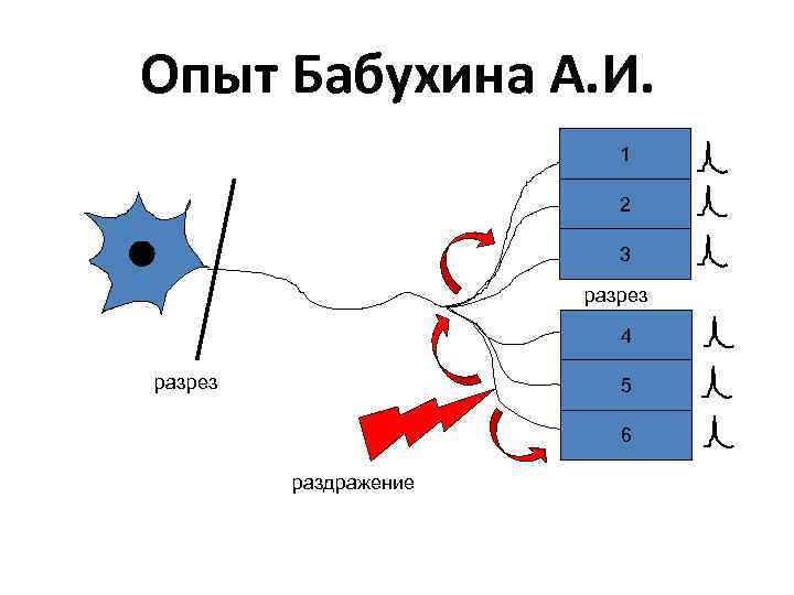 Опыт Бабухина А. И. 1 2 3 разрез 4 разрез 5 6 раздражение 