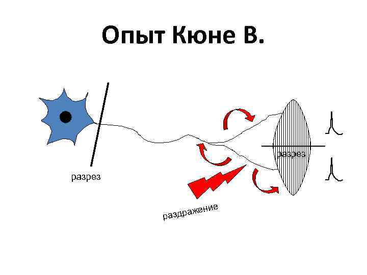 Опыт Кюне В. разрез ие ражен разд 