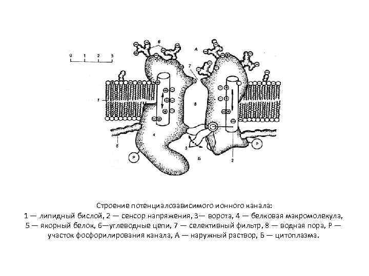 Строение потенциалозависимого ионного канала: 1 — липидный бислой, 2 — сенсор напряжения, 3— ворота,