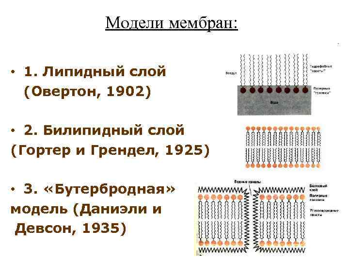 Модели мембран: • 1. Липидный слой (Овертон, 1902) • 2. Билипидный слой (Гортер и