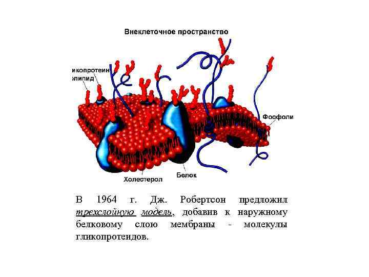 В 1964 г. Дж. Робертсон предложил трехслойную модель, добавив к наружному белковому слою мембраны