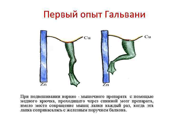 Опыт гальвани фото