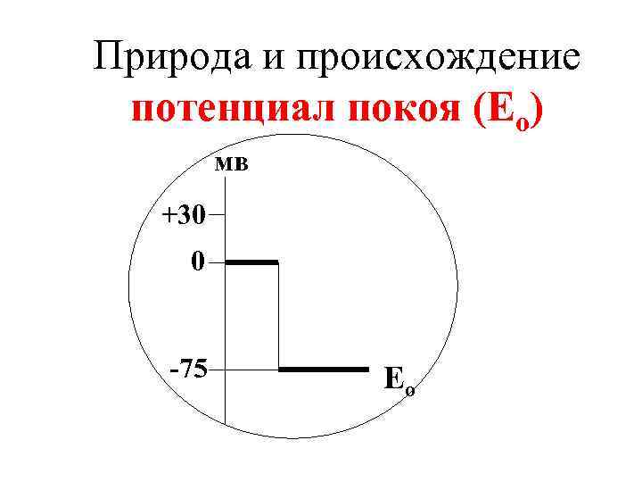 Природа и происхождение потенциал покоя (Ео) мв +30 0 -75 Ео 