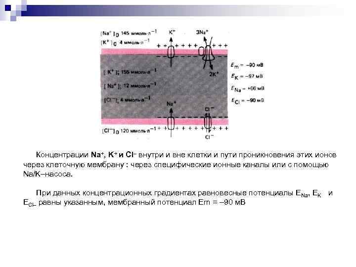  Концентрации Na+, K+ и Cl– внутри и вне клетки и пути проникновения этих
