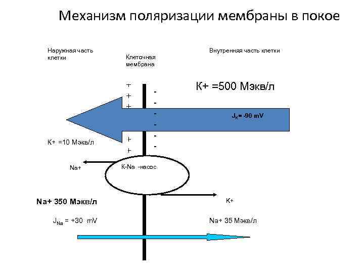 Механизм поляризации мембраны в покое Наружная часть клетки К+ =10 Мэкв/л Na+ 350 Мэкв/л