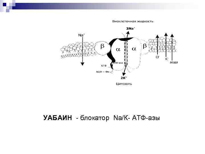 УАБАИН - блокатор Nа/К- АТФ-азы 