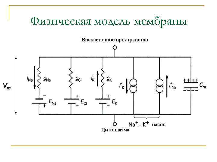 Физическая модель мембраны 