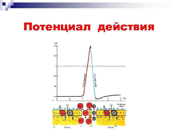 Потенциал действия 