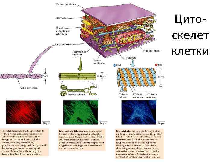 Цитоскелет клетки какой органоид