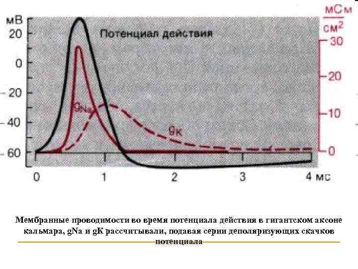 Мембранные проводимости во время потенциала действия в гигантском аксоне кальмара, g. Na и g.