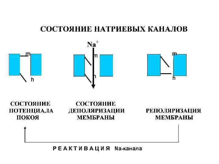 m m h h Р Е А К Т И В А Ц И