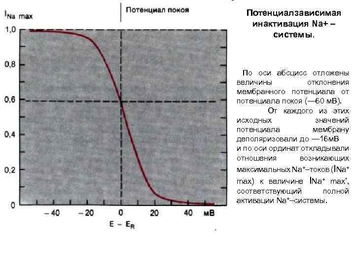 Потенциалзависимая инактивация Na+ – системы. По оси абсцисс отложены величины отклонения мембранного потенциала от