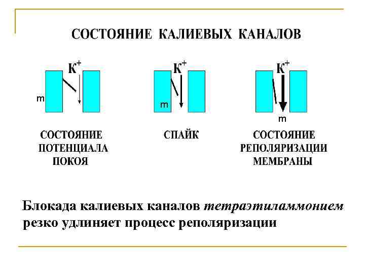 m m m Блокада калиевых каналов тетраэтиламмонием резко удлиняет процесс реполяризации 