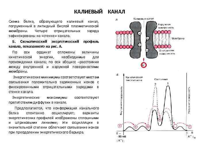 КАЛИЕВЫЙ КАНАЛ Схема белка, образующего калиевый канал, погруженный в липидный бислой плазматической мембраны. Четыре