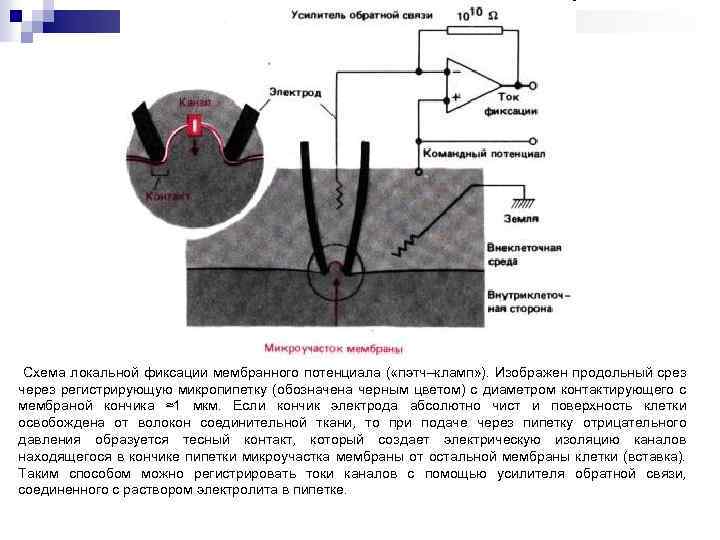  Схема локальной фиксации мембранного потенциала ( «пэтч–кламп» ). Изображен продольный срез через регистрирующую