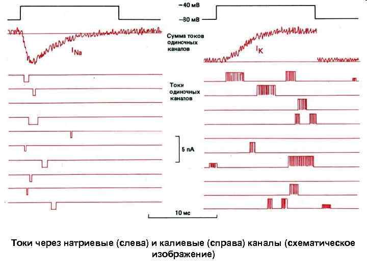 Токи через натриевые (слева) и калиевые (справа) каналы (схематическое изображение) 