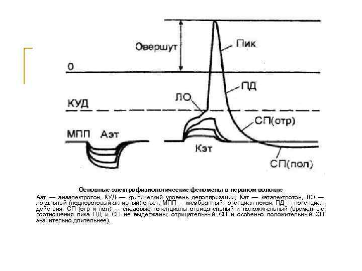 Критический уровень. Критический уровень деполяризации мембраны физиология. Локальный ответ и критическая деполяризация мембраны. Критический уровень деполяризации скелетных мышц. Куд критический уровень деполяризации.