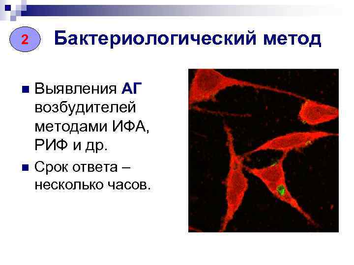 2 Бактериологический метод n Выявления АГ возбудителей методами ИФА, РИФ и др. n Срок