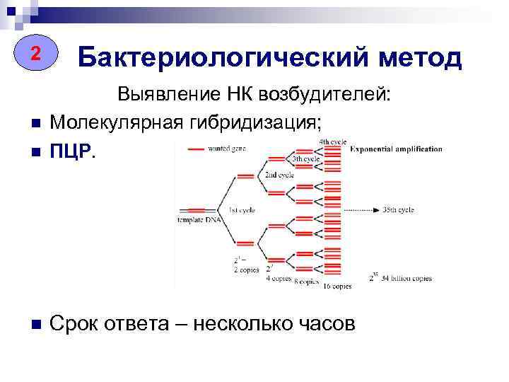 2 Бактериологический метод n Выявление НК возбудителей: Молекулярная гибридизация; ПЦР. n Срок ответа –