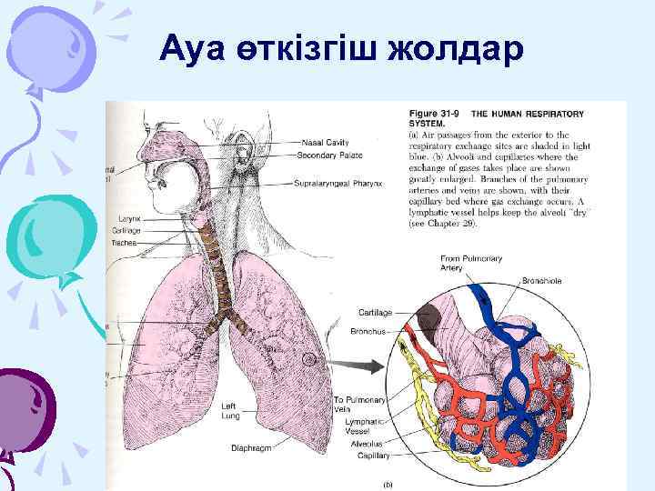 Ауа өткізгіш жолдар 