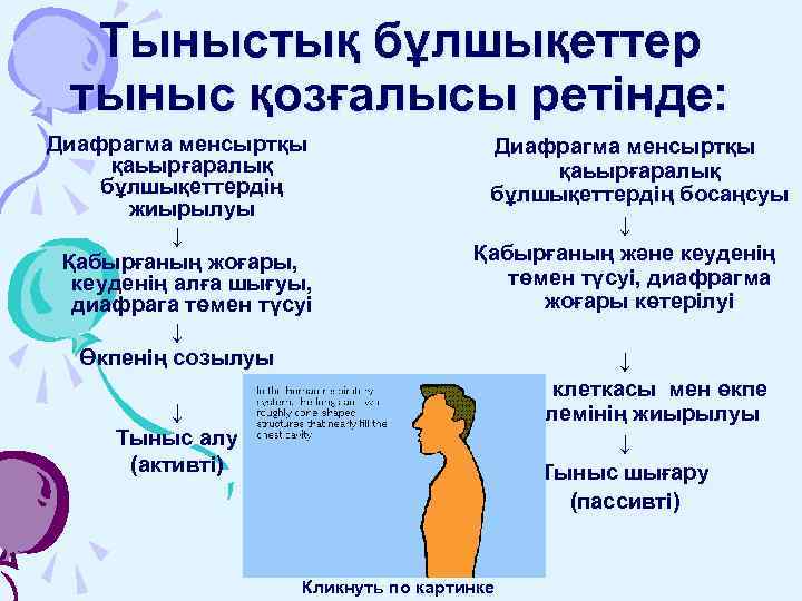 Тыныстық бұлшықеттер тыныс қозғалысы ретінде: Диафрагма менсыртқы қаьырғаралық бұлшықеттердің жиырылуы ↓ Қабырғаның жоғары, кеуденің