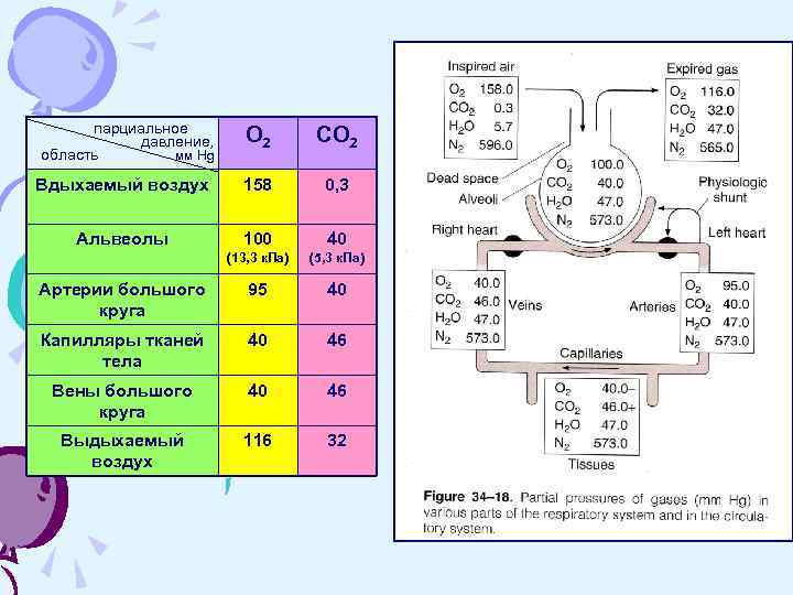 парциальное давление, мм Hg область О 2 СО 2 Вдыхаемый воздух 158 0, 3