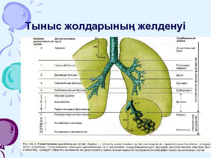 Тыныс жолдарының желденуі 