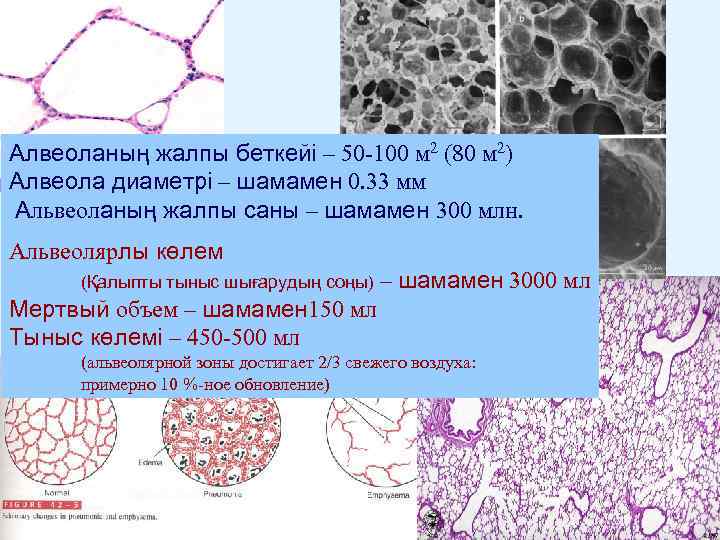 Алвеоланың жалпы беткейі – 50 -100 м 2 (80 м 2) Алвеола диаметрі –